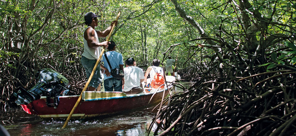 Mangrove Forest Nusa Lembongan