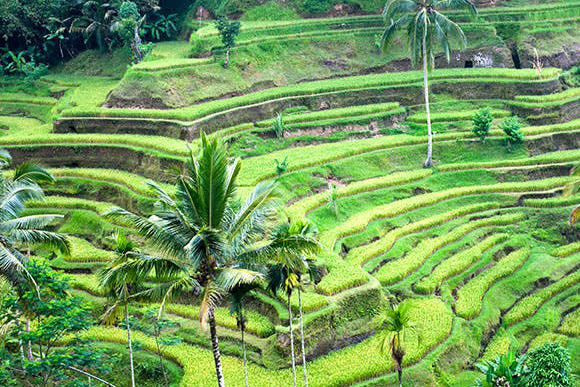 Ubud, Gili Trawangan & Uluwatu, Indonesia